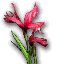 Red Iris Flower