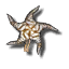 Starfish Focus
