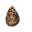 Unnatural Seed